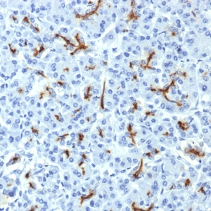 CFTR (Cystic Fibrosis Transmembrane Conductance Regulator); Clone CFTR/1643 (Concentrate)